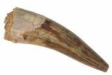 Fossil Phytosaur Tooth - Arizona #164658-1